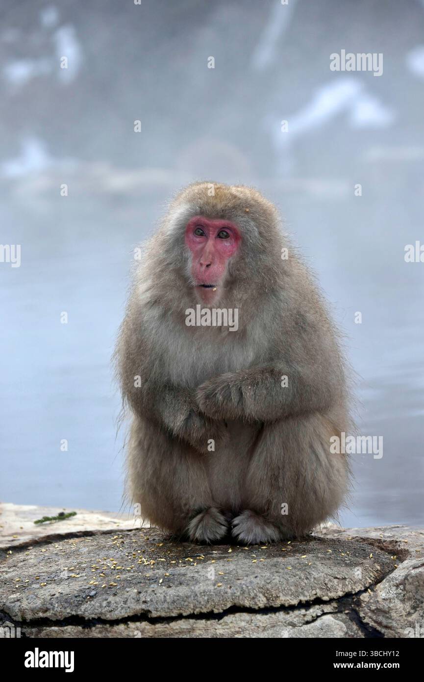 Singes des neiges dans Jigokudani Park, Yudanaka, Nagano, Japon, Asie. Banque D'Images