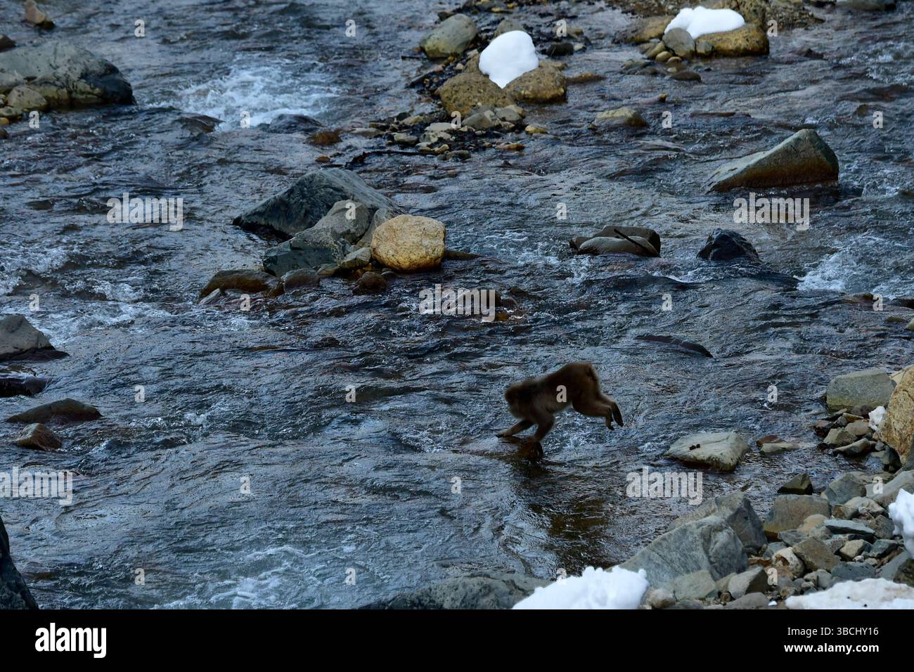 Singes des neiges dans Jigokudani Park, Yudanaka, Nagano, Japon, Asie. Banque D'Images