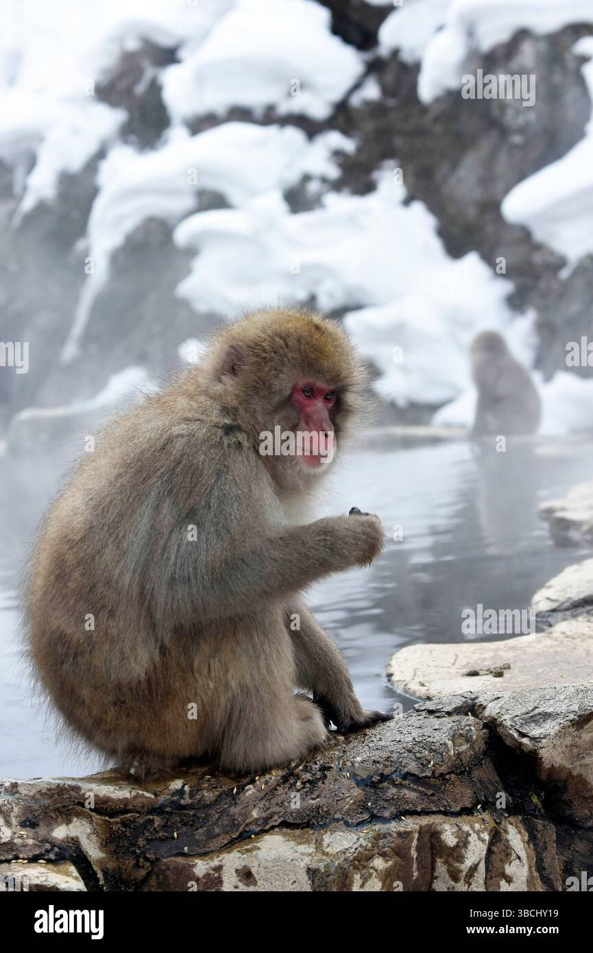 Singes des neiges dans Jigokudani Park, Yudanaka, Nagano, Japon, Asie. Banque D'Images