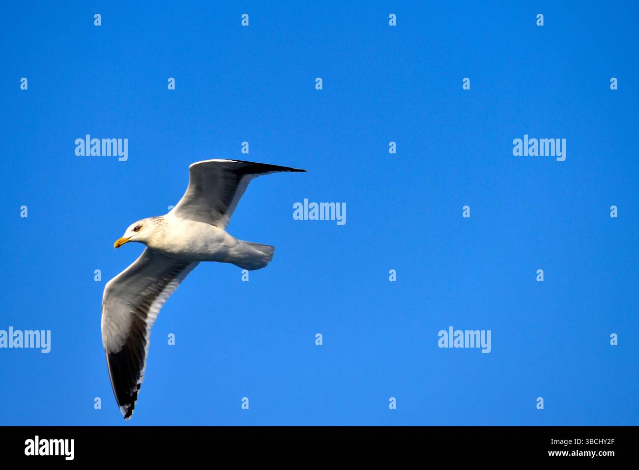 Mouette volant, Abashiri, Hokkaido, Japon, Asie. Banque D'Images