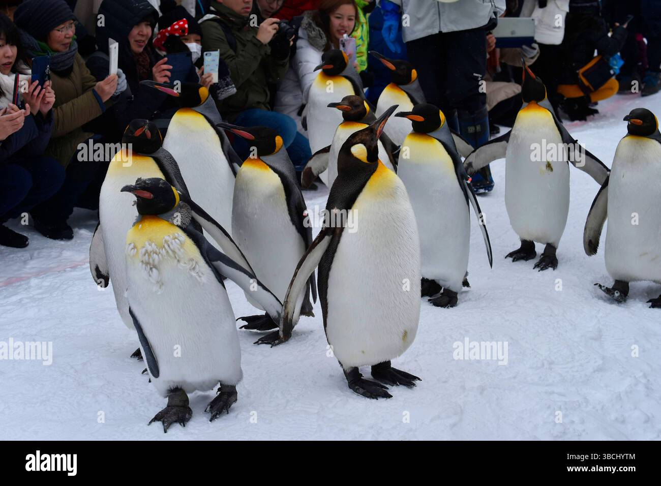 Promenade des pingouins au zoo Asahikawa, Hokkaido, Japon, Asie. Banque D'Images