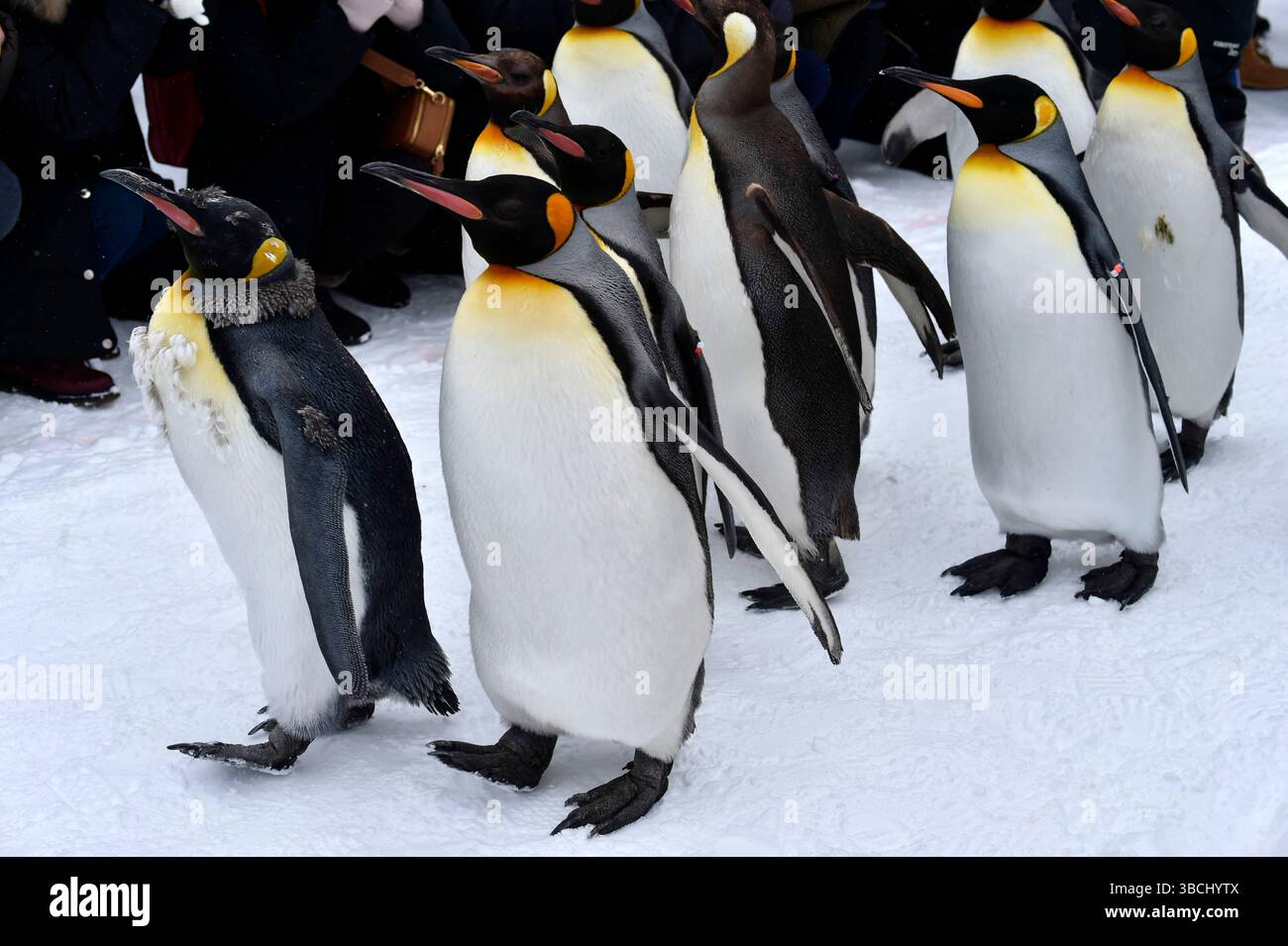 Promenade des pingouins au zoo Asahikawa, Hokkaido, Japon, Asie. Banque D'Images