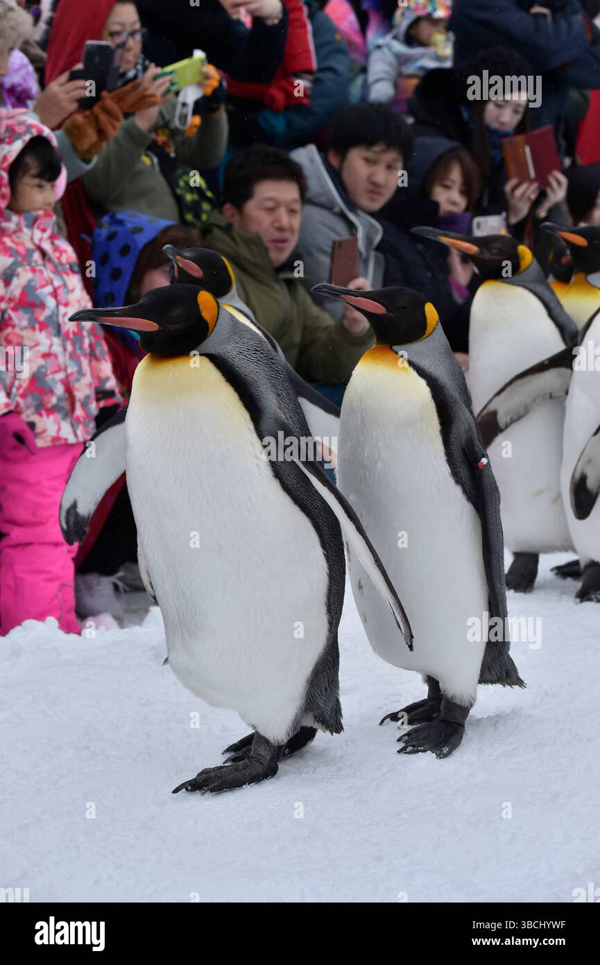 Pingouins dans le zoo d'Asahiyama, Hokkaido, Japon, Asie. Banque D'Images