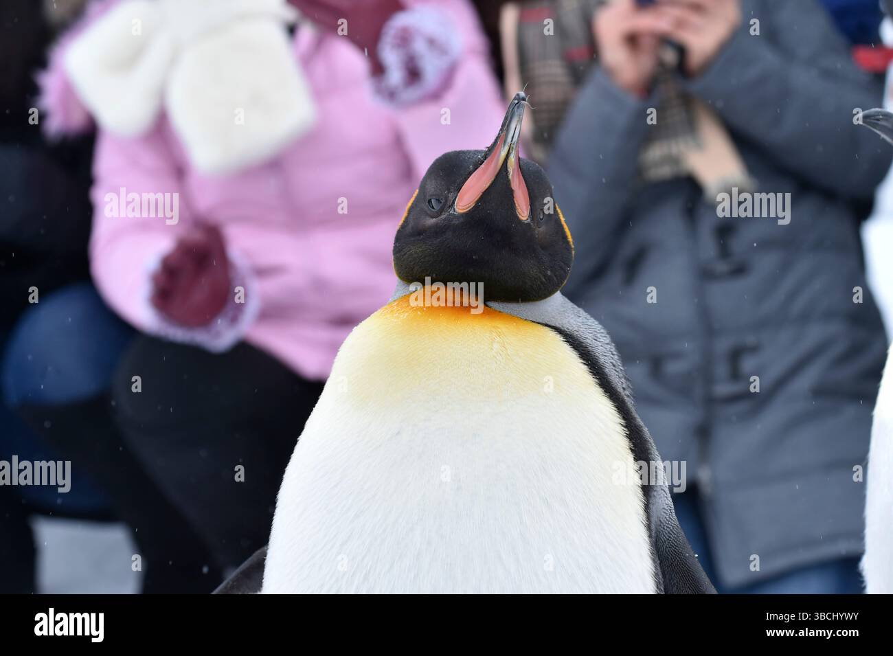 Pingouins dans le zoo d'Asahiyama, Hokkaido, Japon, Asie. Banque D'Images