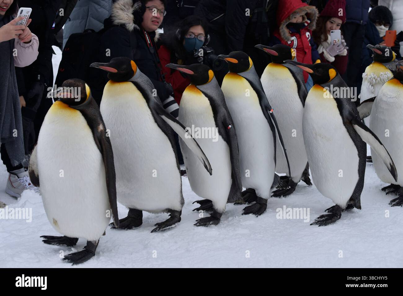 Promenade des pingouins au zoo Asahikawa, Hokkaido, Japon, Asie. Banque D'Images