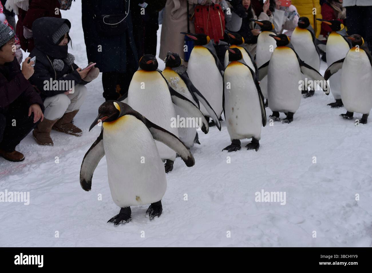 Promenade des pingouins au zoo Asahikawa, Hokkaido, Japon, Asie. Banque D'Images