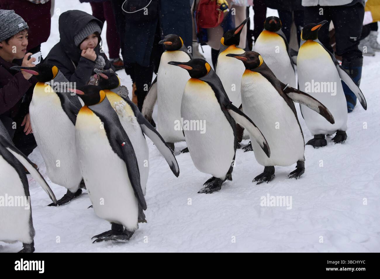 Promenade des pingouins au zoo Asahikawa, Hokkaido, Japon, Asie. Banque D'Images