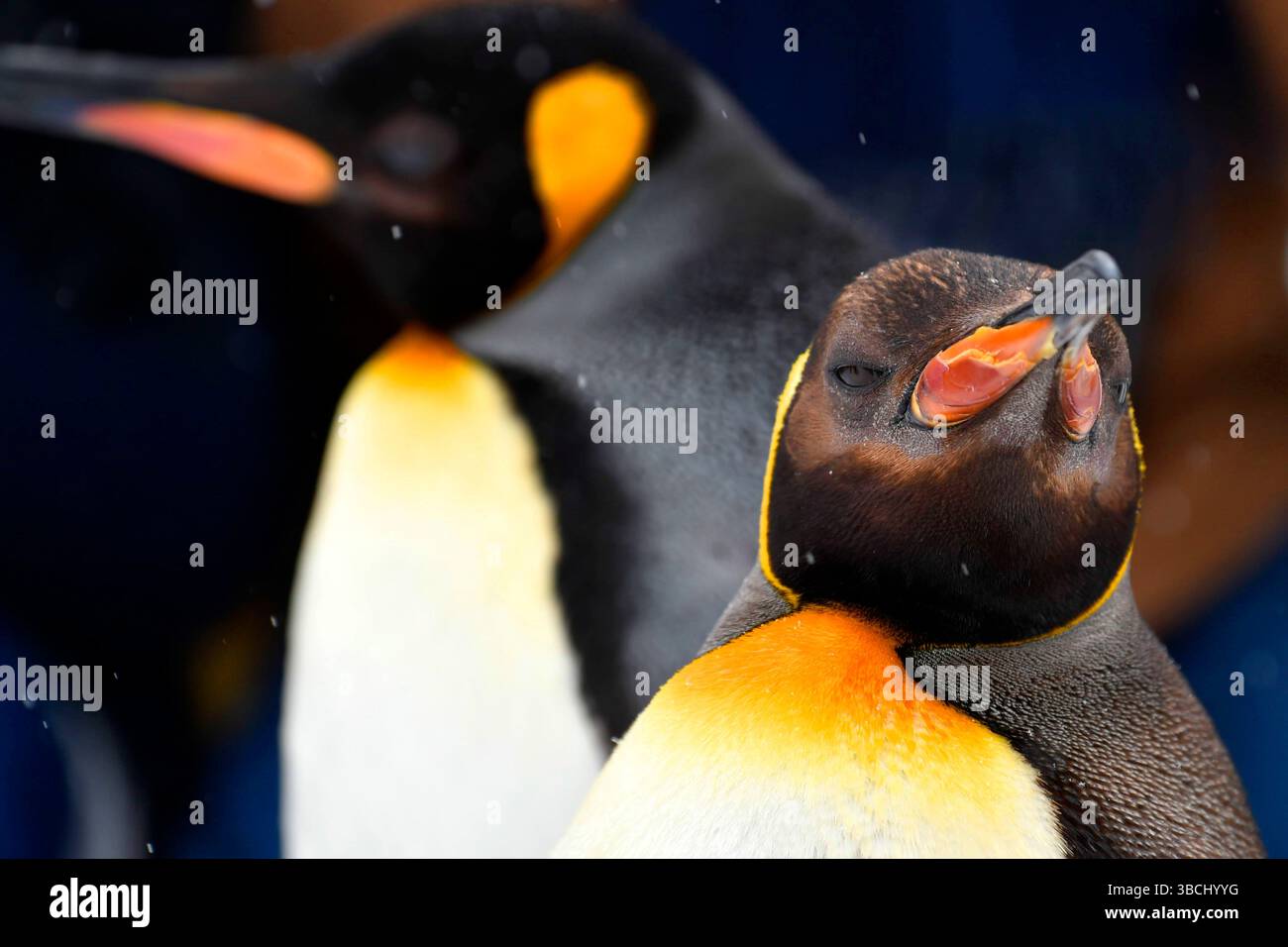 Pingouins dans le zoo d'Asahiyama, Hokkaido, Japon, Asie. Banque D'Images