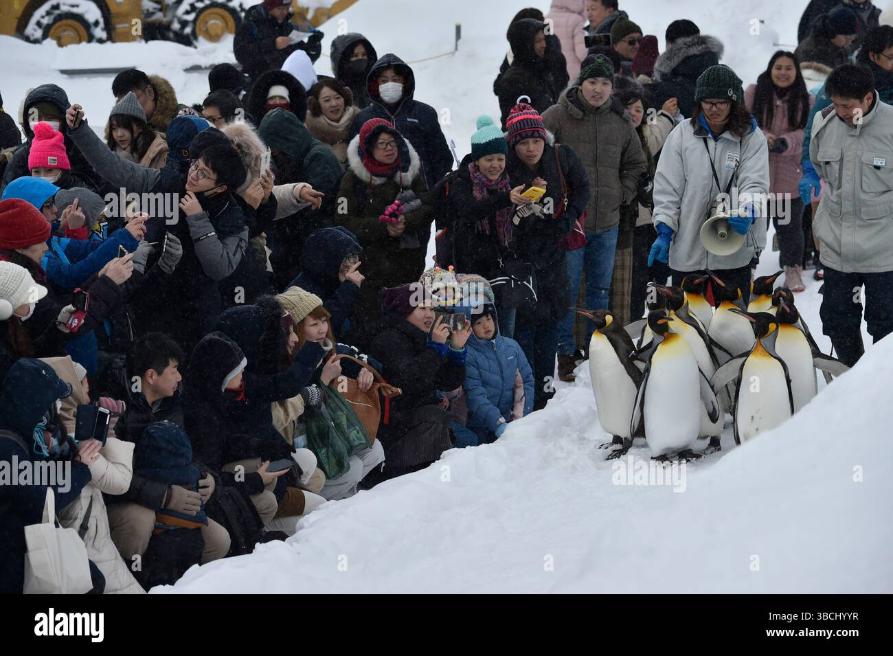 Promenade des pingouins au zoo Asahikawa, Hokkaido, Japon, Asie. Banque D'Images
