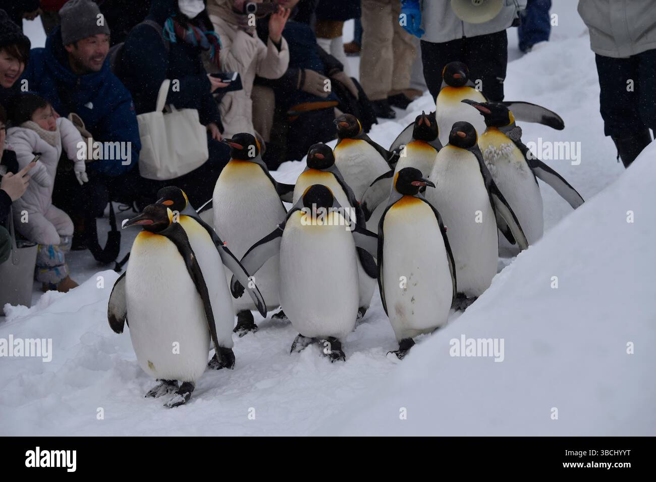 Promenade des pingouins au zoo Asahikawa, Hokkaido, Japon, Asie. Banque D'Images