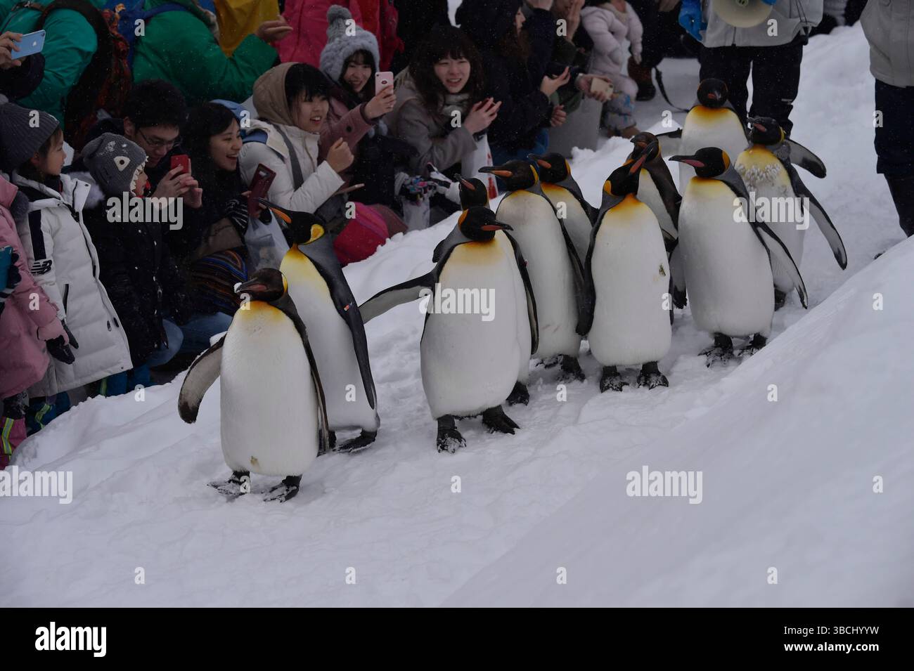 Promenade des pingouins au zoo Asahikawa, Hokkaido, Japon, Asie. Banque D'Images