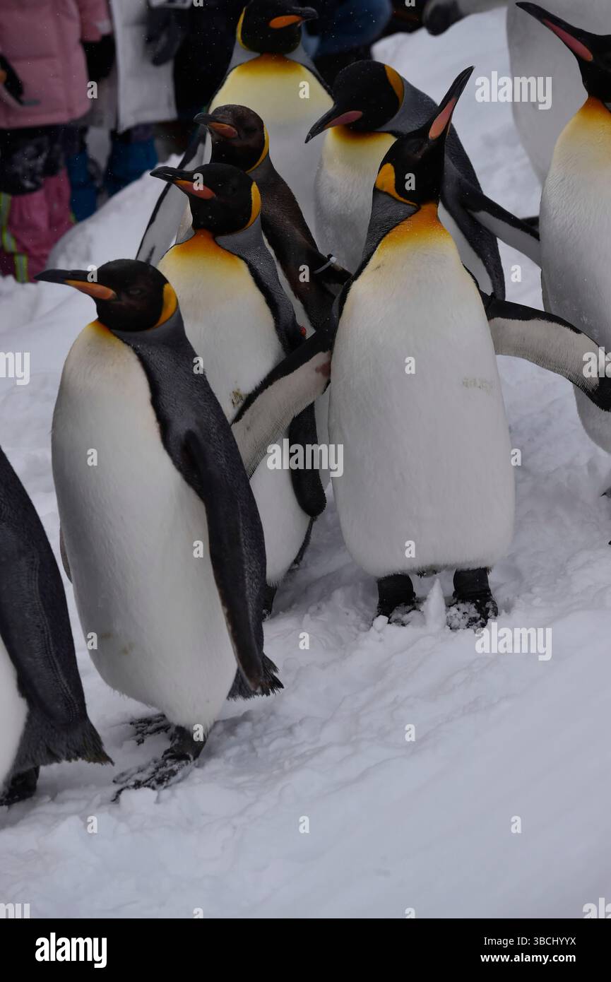 Promenade des pingouins au zoo Asahikawa, Hokkaido, Japon, Asie. Banque D'Images