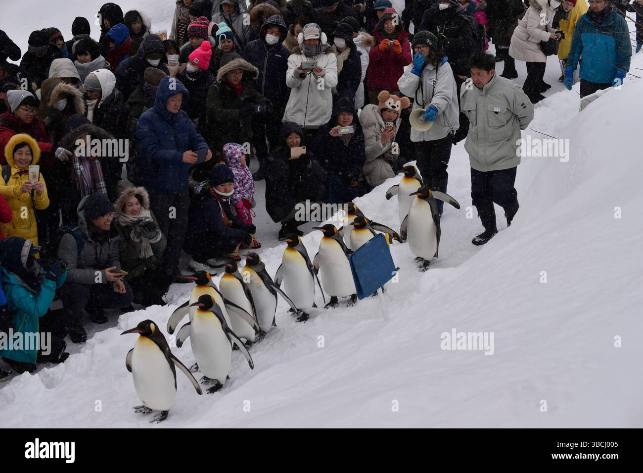 Promenade des pingouins au zoo Asahikawa, Hokkaido, Japon, Asie. Banque D'Images