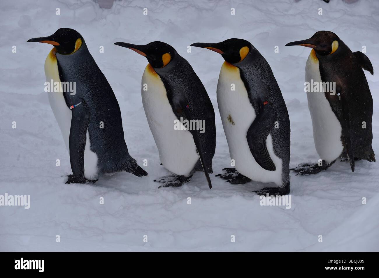 Promenade des pingouins au zoo Asahikawa, Hokkaido, Japon, Asie. Banque D'Images