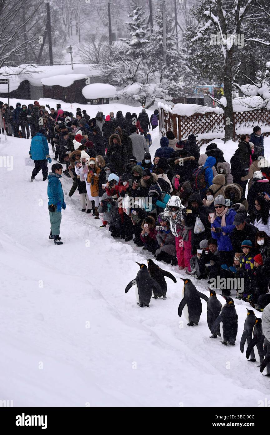 Promenade des pingouins au zoo Asahikawa, Hokkaido, Japon, Asie. Banque D'Images
