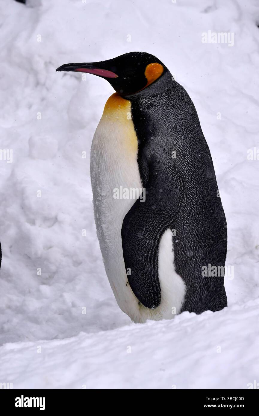 Pingouins dans le zoo d'Asahiyama, Hokkaido, Japon, Asie. Banque D'Images