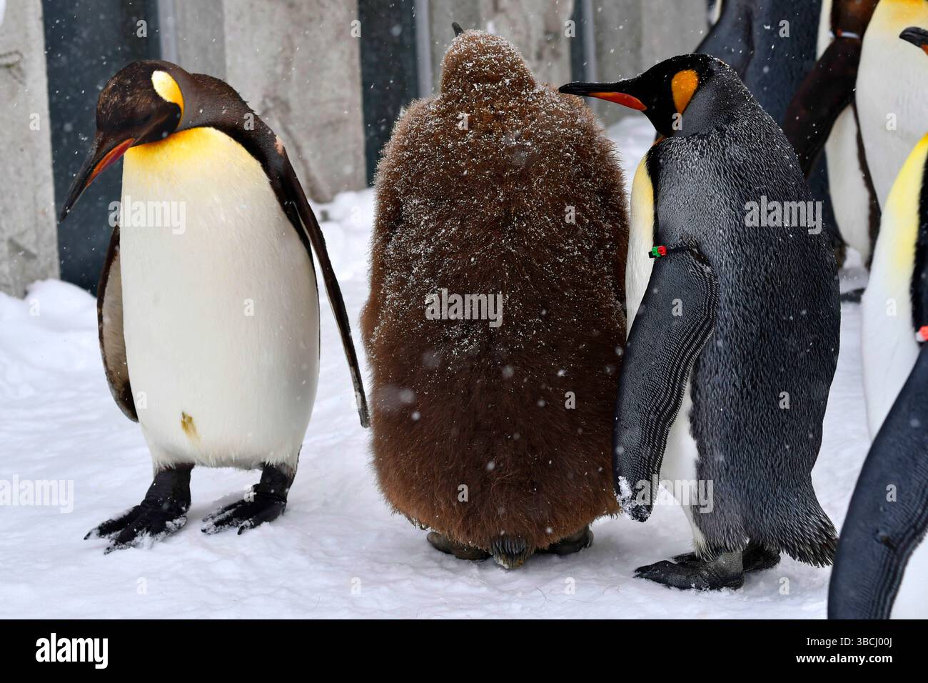 Pingouins dans le zoo d'Asahiyama, Hokkaido, Japon, Asie. Banque D'Images
