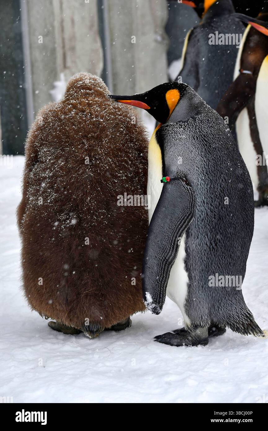 Pingouins dans le zoo d'Asahiyama, Hokkaido, Japon, Asie. Banque D'Images