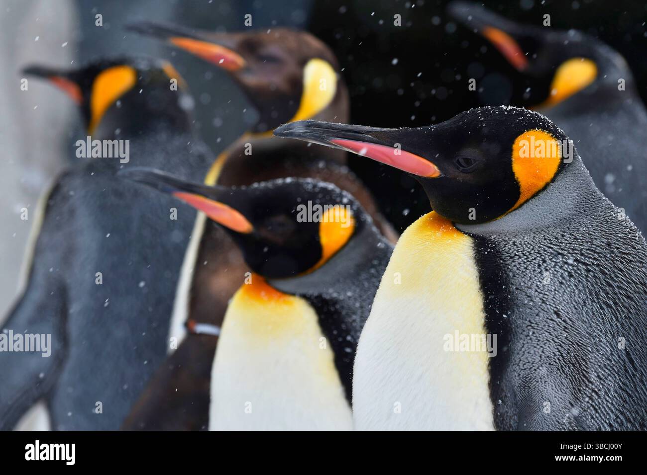 Pingouins dans le zoo d'Asahiyama, Hokkaido, Japon, Asie. Banque D'Images