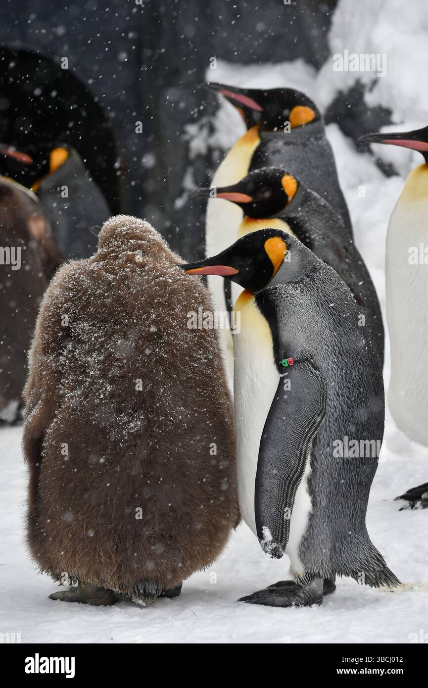 Pingouins dans le zoo d'Asahiyama, Hokkaido, Japon, Asie. Banque D'Images