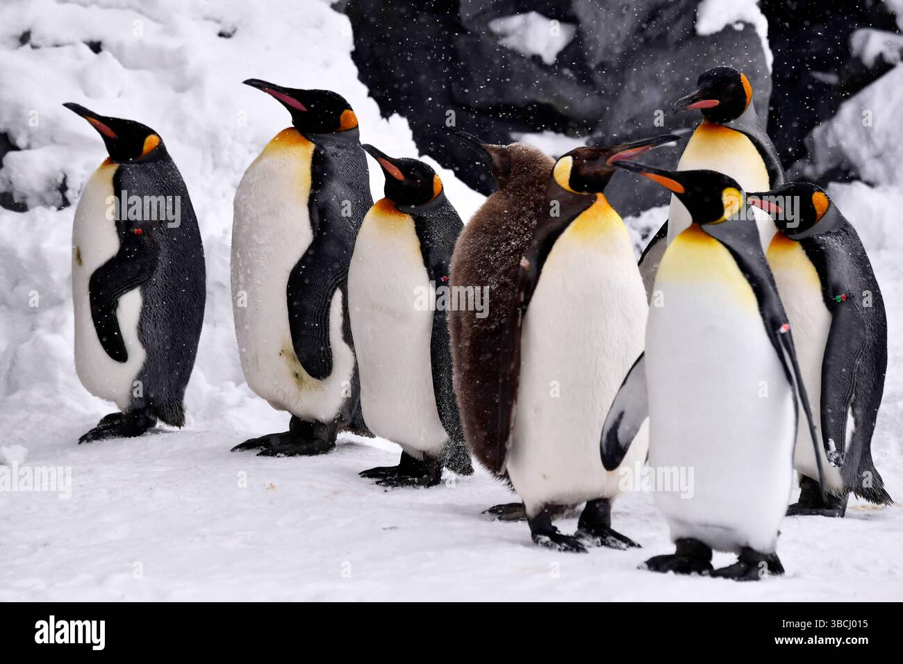 Pingouins dans le zoo d'Asahiyama, Hokkaido, Japon, Asie. Banque D'Images