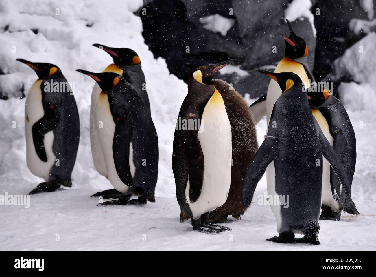 Pingouins dans le zoo d'Asahiyama, Hokkaido, Japon, Asie. Banque D'Images