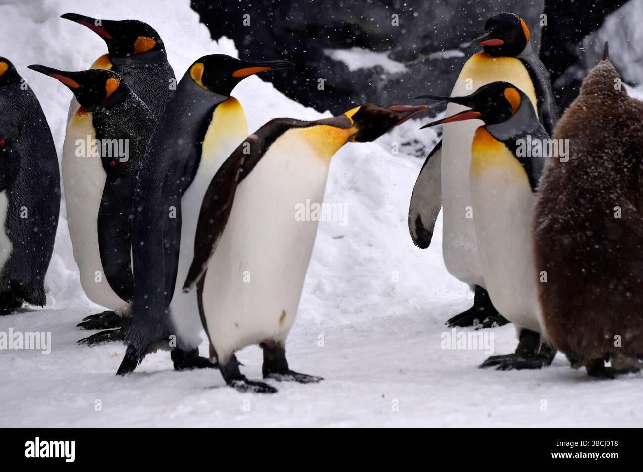 Pingouins dans le zoo d'Asahiyama, Hokkaido, Japon, Asie. Banque D'Images
