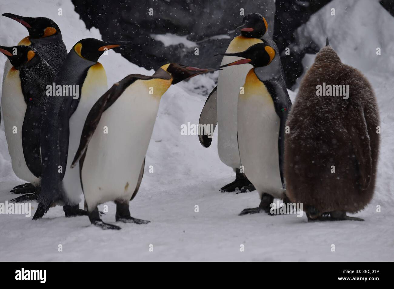 Pingouins dans le zoo d'Asahiyama, Hokkaido, Japon, Asie. Banque D'Images