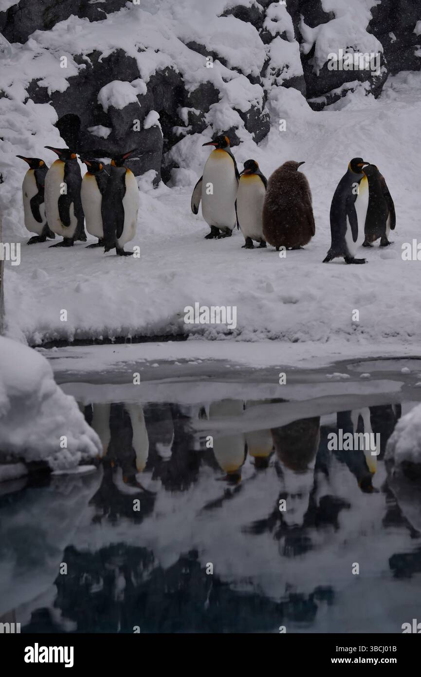 Pingouins dans le zoo d'Asahiyama, Hokkaido, Japon, Asie. Banque D'Images