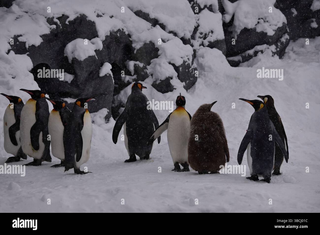 Pingouins dans le zoo d'Asahiyama, Hokkaido, Japon, Asie. Banque D'Images