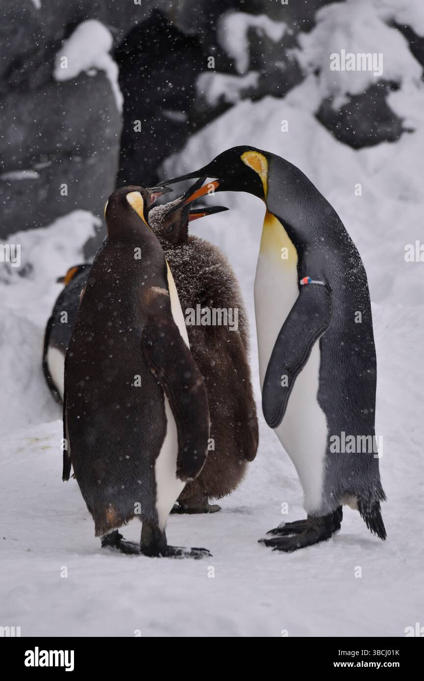 Pingouins dans le zoo d'Asahiyama, Hokkaido, Japon, Asie. Banque D'Images