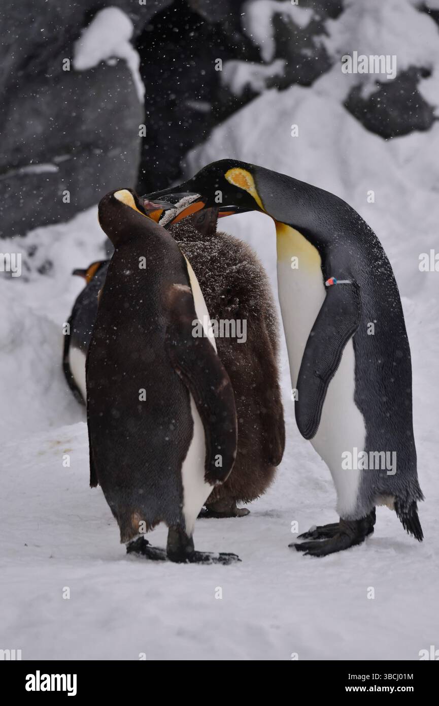 Pingouins dans le zoo d'Asahiyama, Hokkaido, Japon, Asie. Banque D'Images