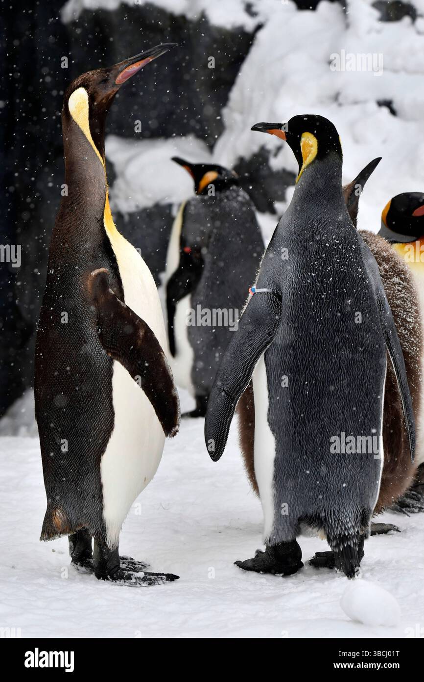 Pingouins dans le zoo d'Asahiyama, Hokkaido, Japon, Asie. Banque D'Images