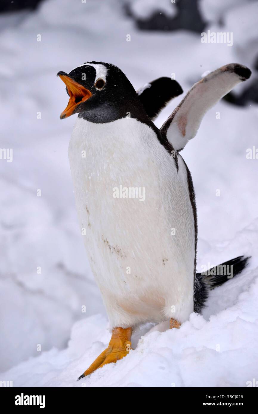 Pingouins dans le zoo d'Asahiyama, Hokkaido, Japon, Asie. Banque D'Images