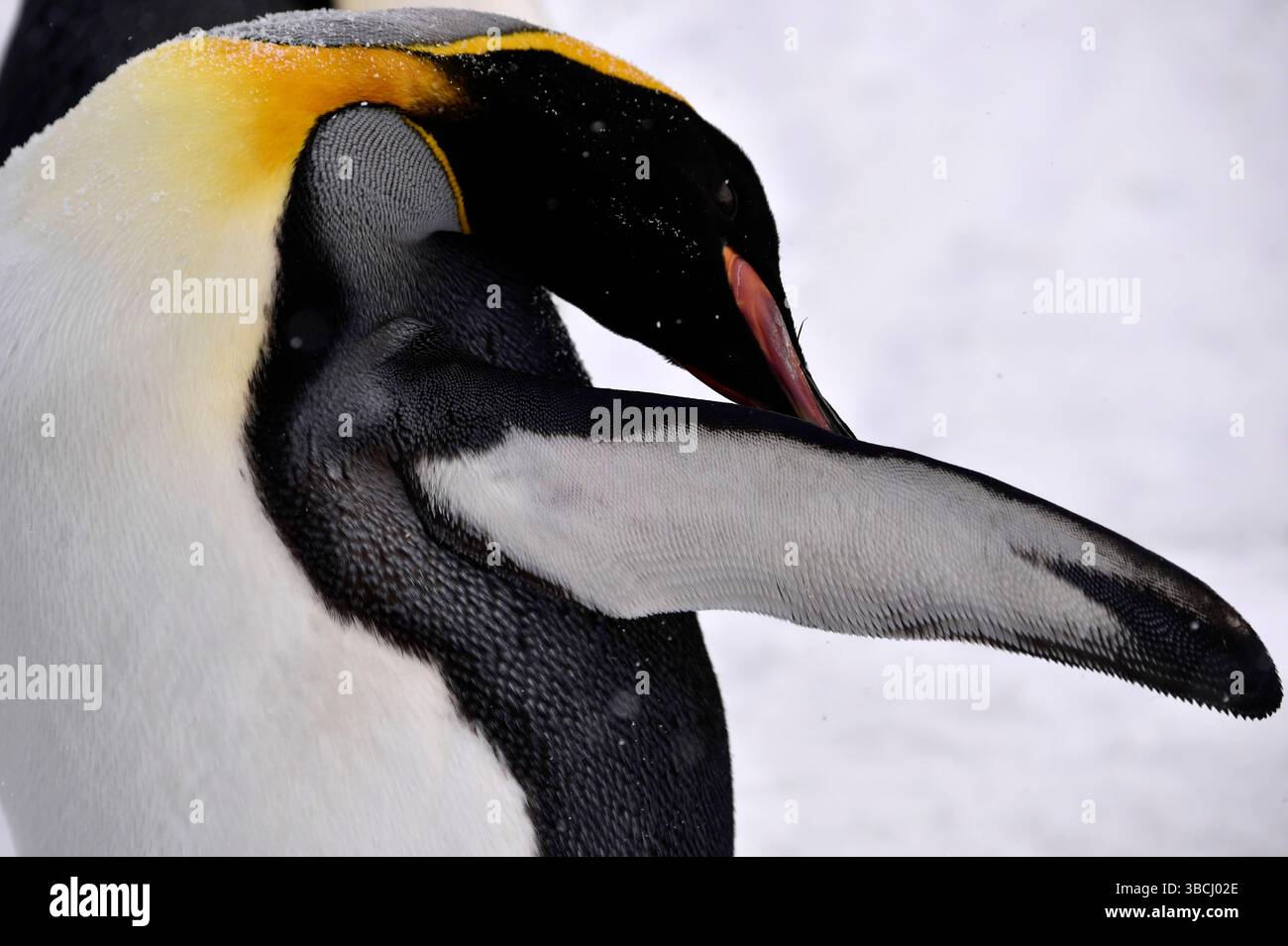 Pingouins dans le zoo d'Asahiyama, Hokkaido, Japon, Asie. Banque D'Images