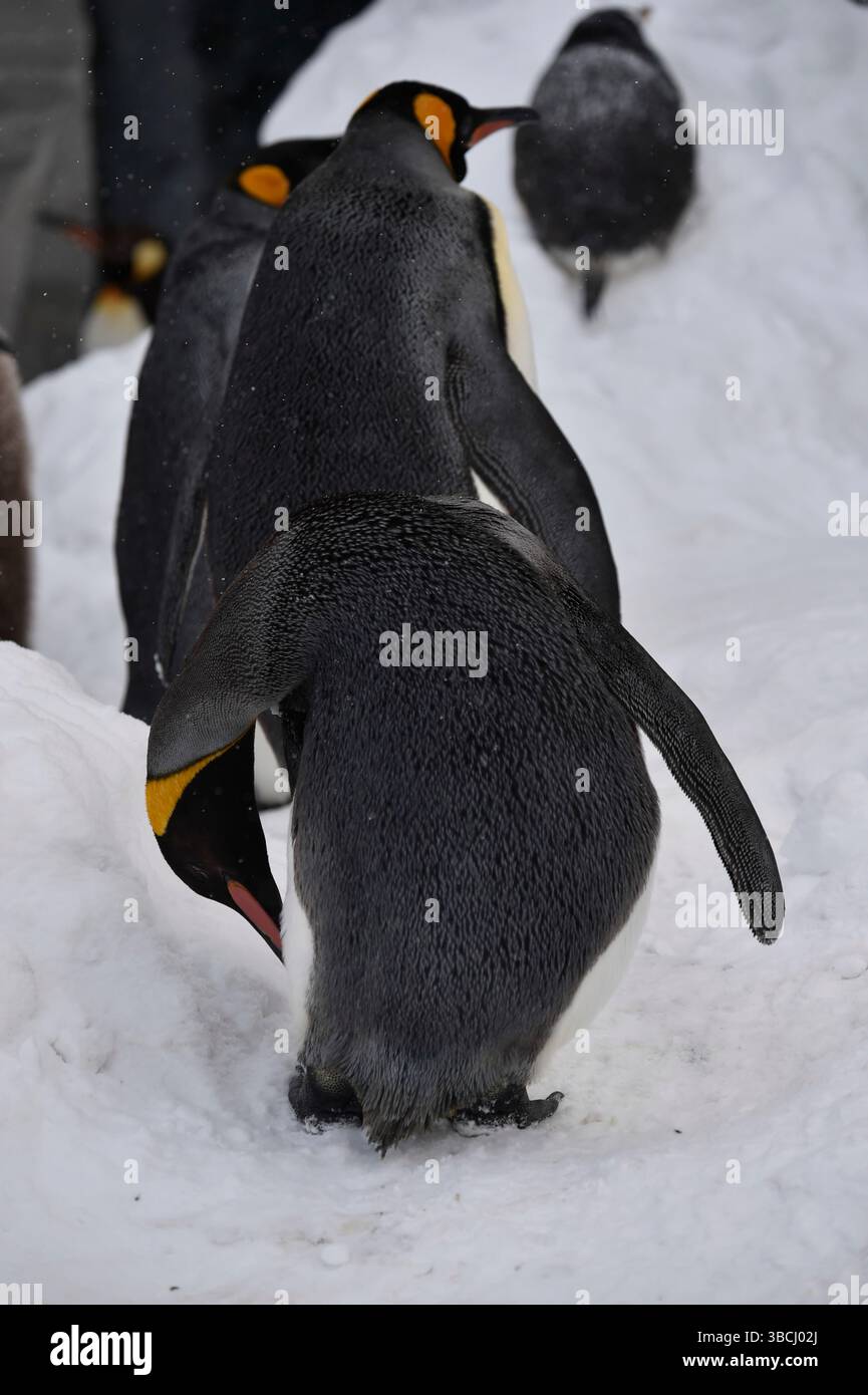 Pingouins dans le zoo d'Asahiyama, Hokkaido, Japon, Asie. Banque D'Images