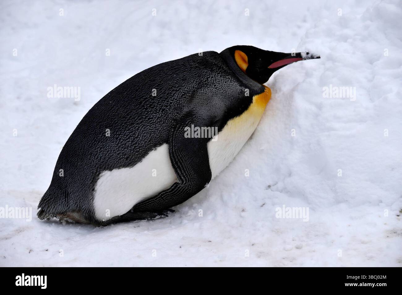 Pingouins dans le zoo d'Asahiyama, Hokkaido, Japon, Asie. Banque D'Images