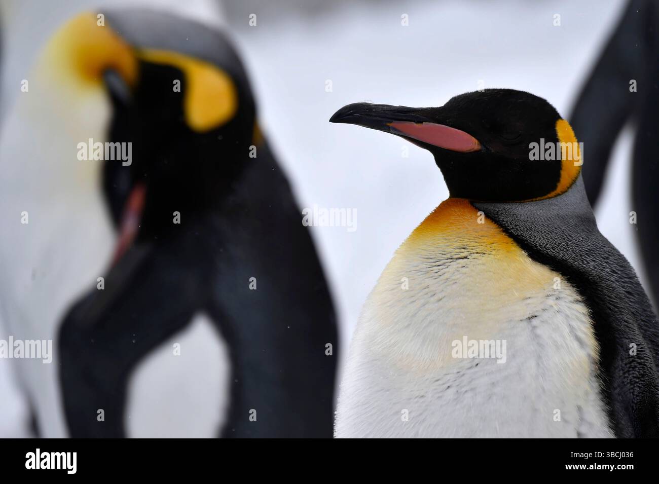 Pingouins dans le zoo d'Asahiyama, Hokkaido, Japon, Asie. Banque D'Images