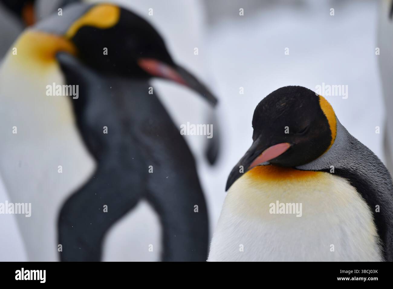 Pingouins dans le zoo d'Asahiyama, Hokkaido, Japon, Asie. Banque D'Images
