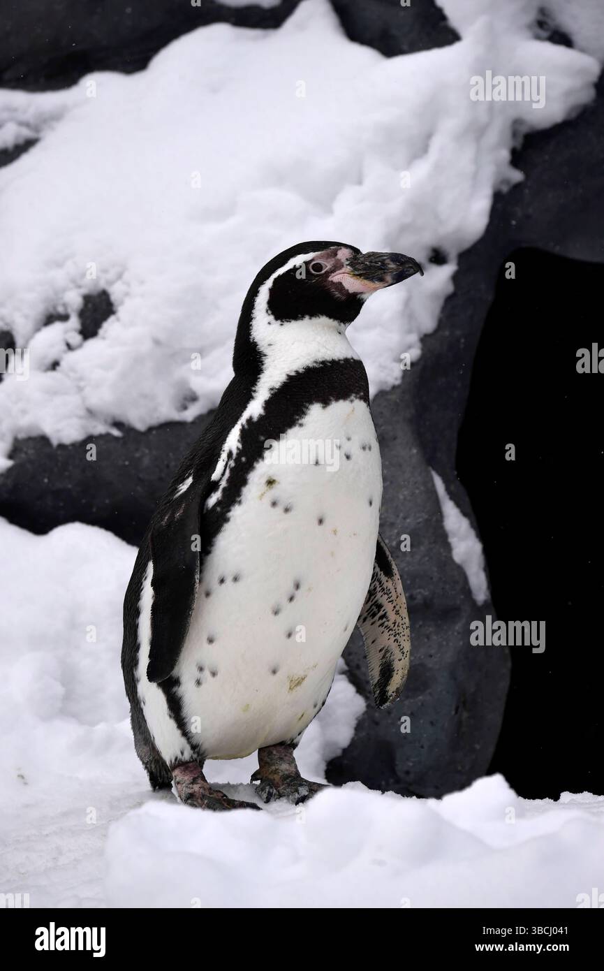 Pingouins dans le zoo d'Asahiyama, Hokkaido, Japon, Asie. Banque D'Images
