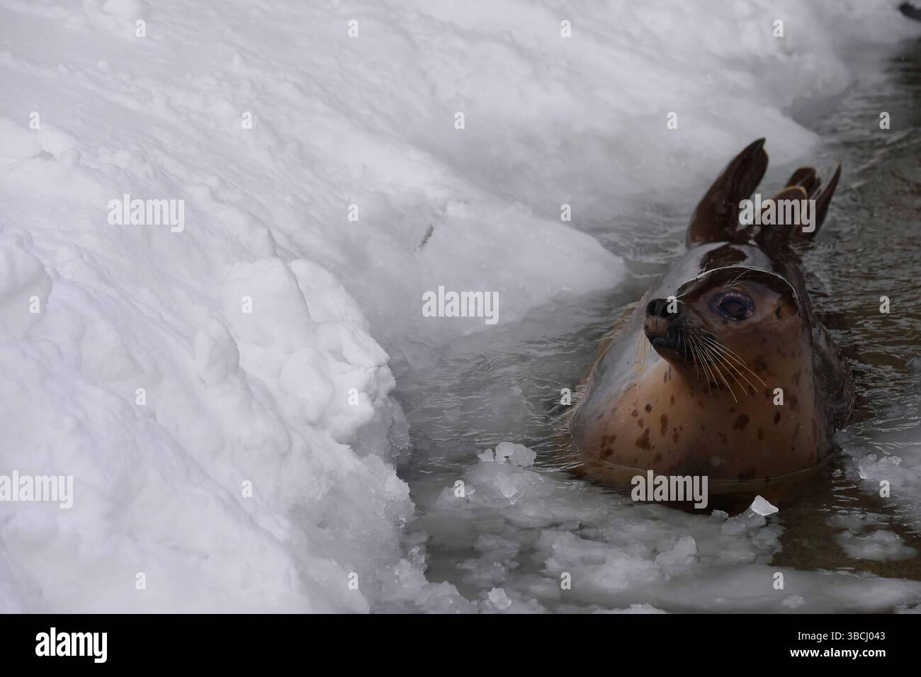 Un phoque commun au zoo d'Asahikawa, Hokkaido, Japon, Asie. Banque D'Images
