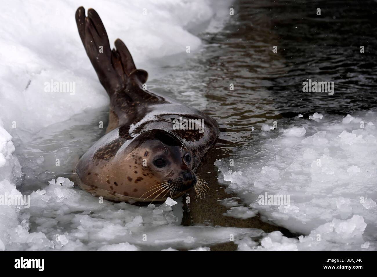 Un phoque commun au zoo d'Asahikawa, Hokkaido, Japon, Asie. Banque D'Images