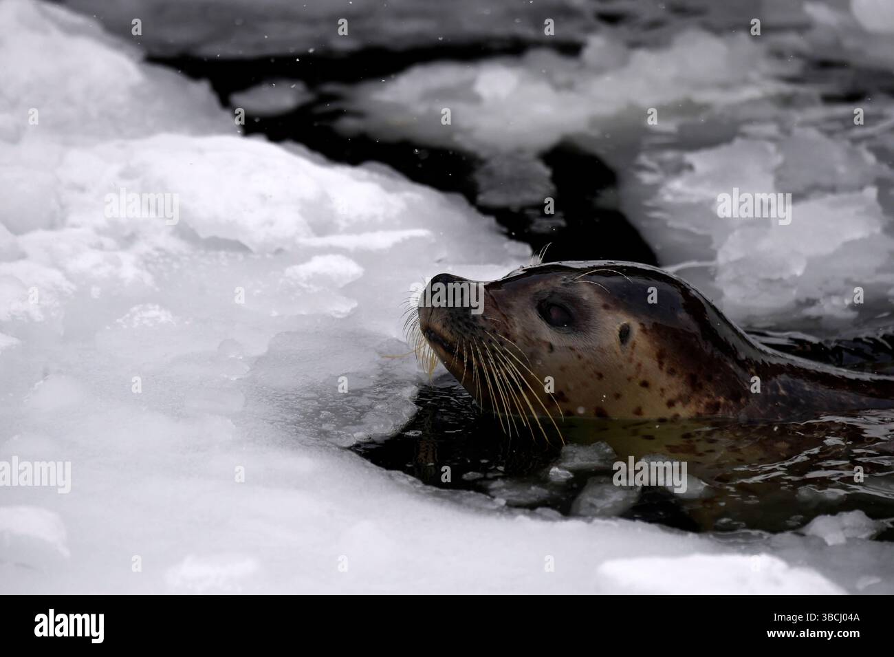 Un phoque commun au zoo d'Asahikawa, Hokkaido, Japon, Asie. Banque D'Images