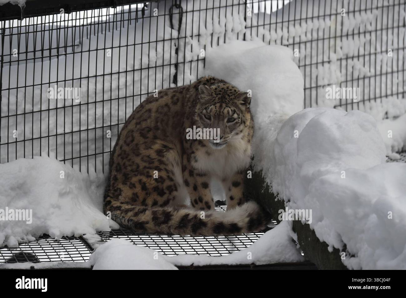 Tigre dans le zoo d'Asahikawa, Hokkaido, Japon, Asie. Banque D'Images