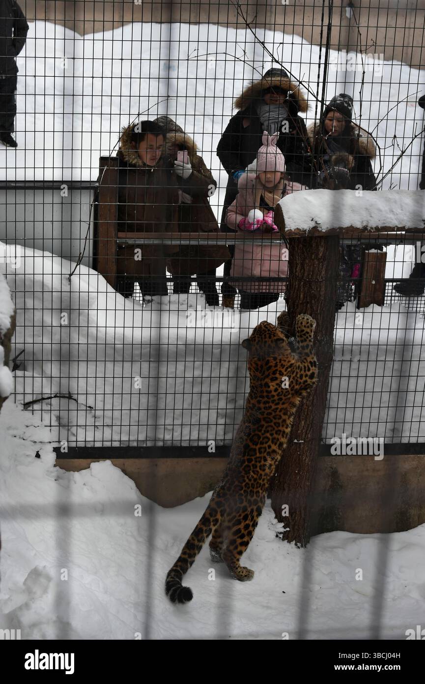 Tigre dans le zoo d'Asahikawa, Hokkaido, Japon, Asie. Banque D'Images