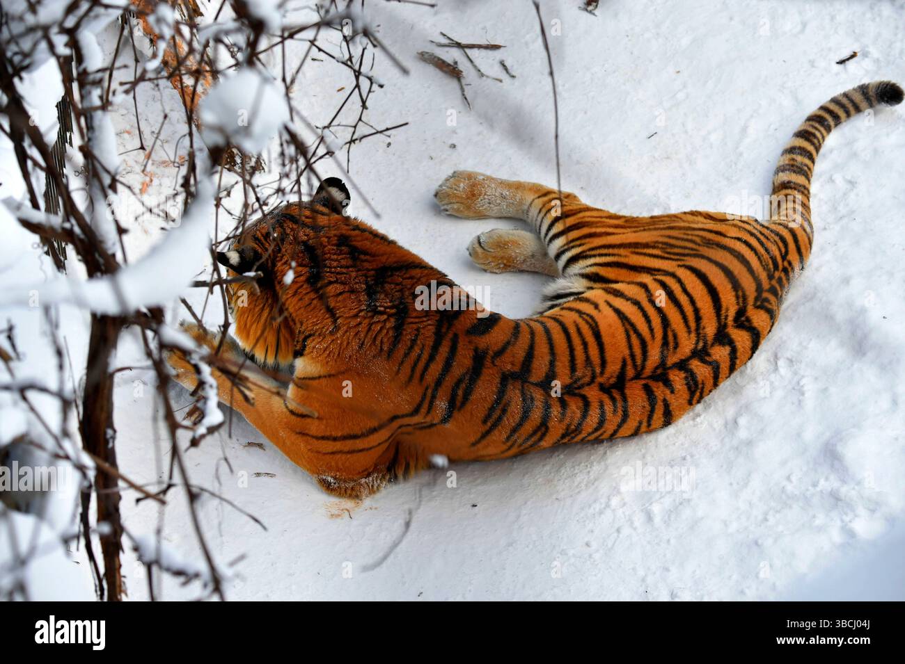 Tigre dans le zoo d'Asahikawa, Hokkaido, Japon, Asie. Banque D'Images