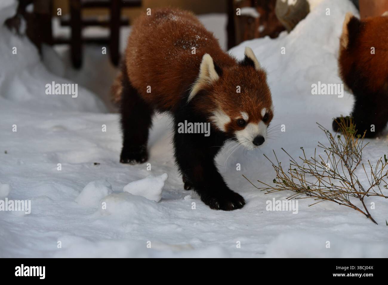 Petit panda rouge dans le zoo d'Asahiyama, Asahikawa, Hokkaido, Japon, Asie. Banque D'Images