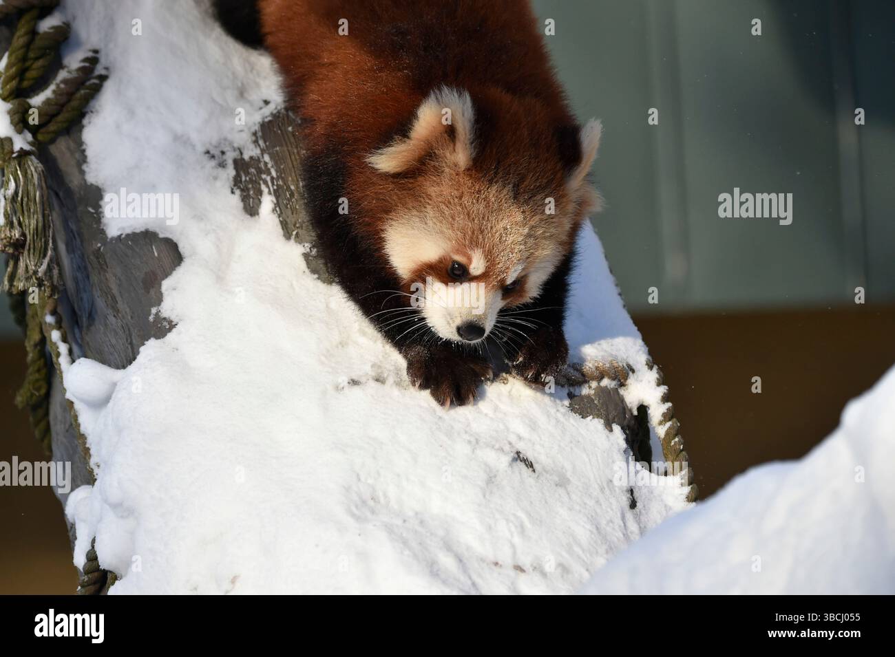 Petit panda rouge dans le zoo d'Asahiyama, Asahikawa, Hokkaido, Japon, Asie. Banque D'Images
