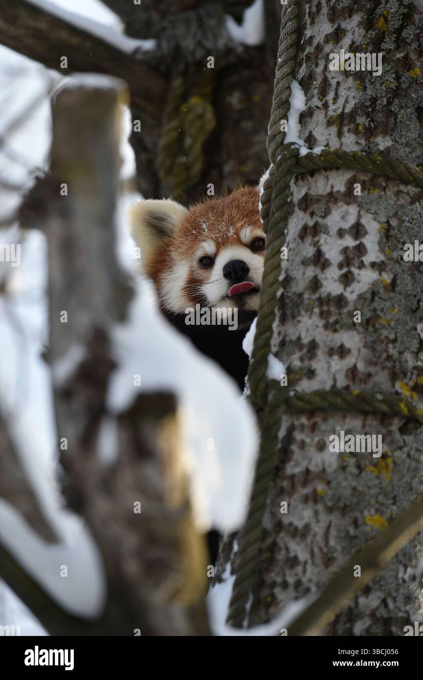 Petit panda rouge dans le zoo d'Asahiyama, Asahikawa, Hokkaido, Japon, Asie. Banque D'Images