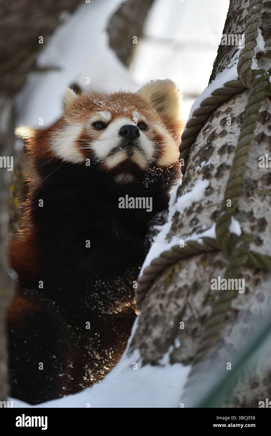 Petit panda rouge dans le zoo d'Asahiyama, Asahikawa, Hokkaido, Japon, Asie. Banque D'Images